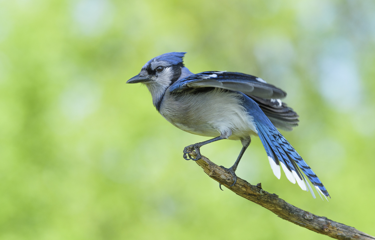 Blue jay~Голубая сойка