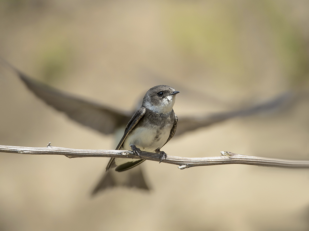 Многокрылый.