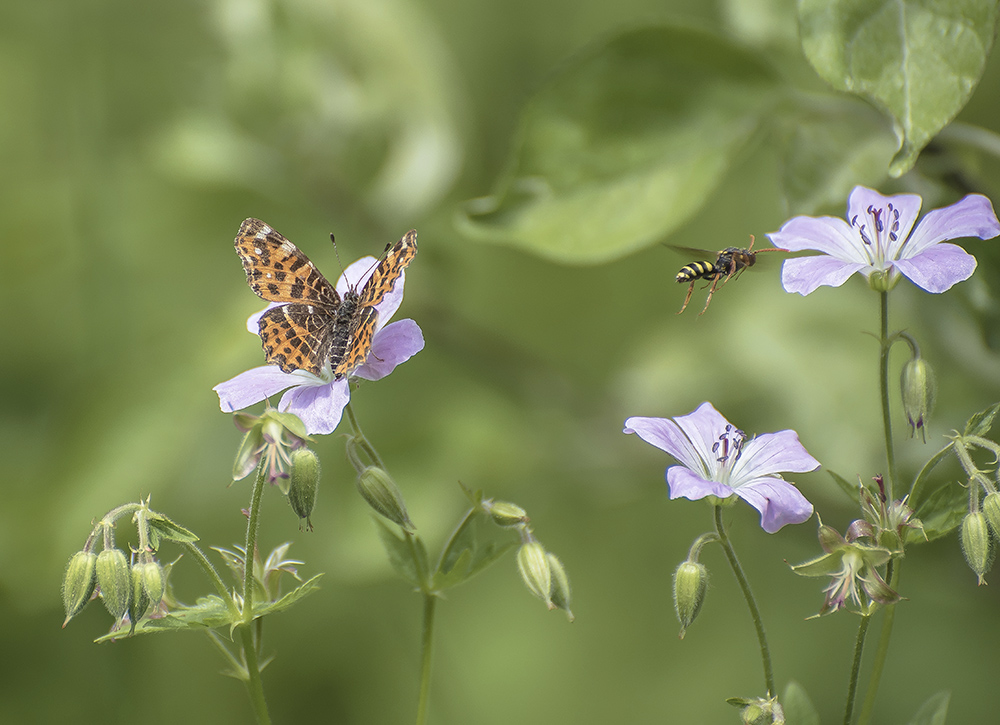 Лесная столовая.