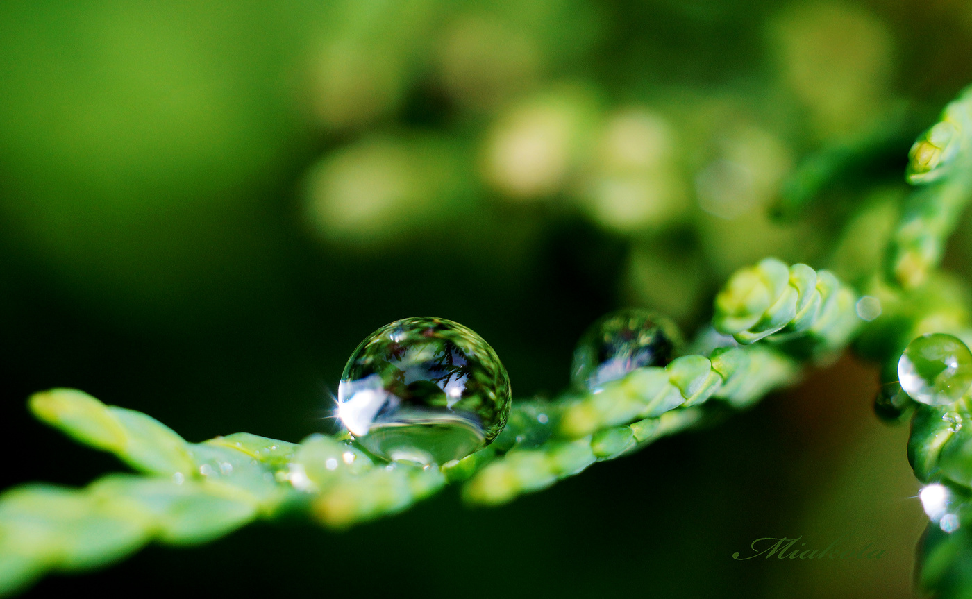 Мир в капле