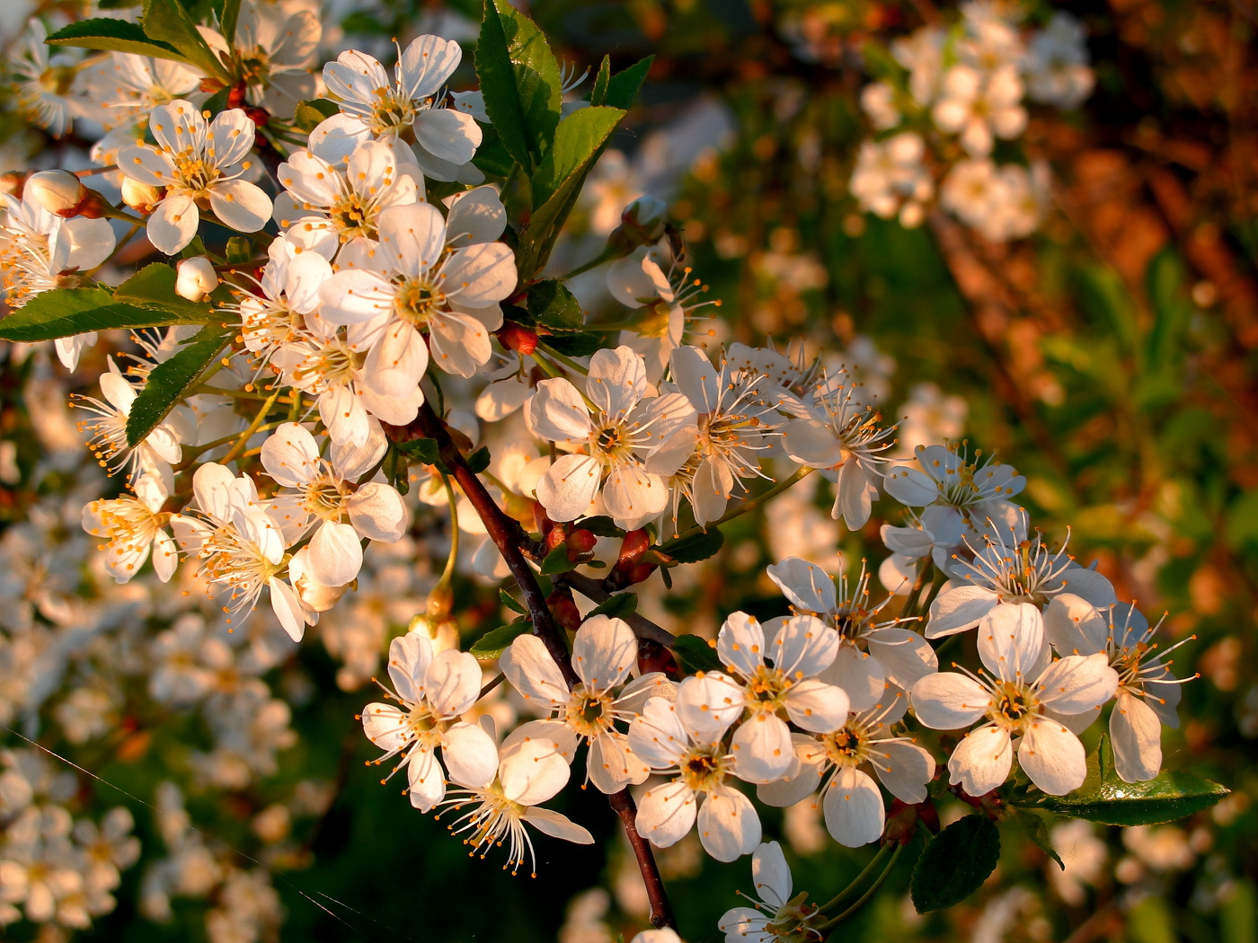 И света, и теней игра в причудливых узорах