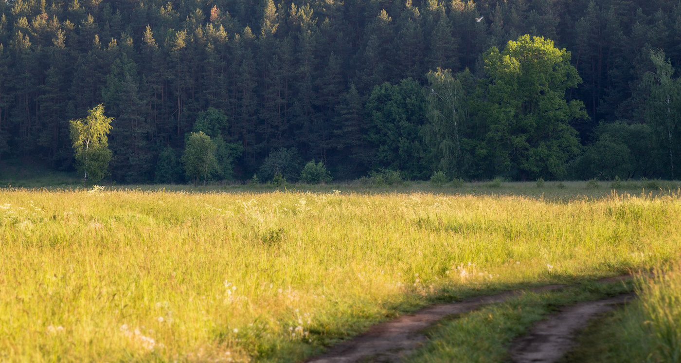 Майское утро в лесу