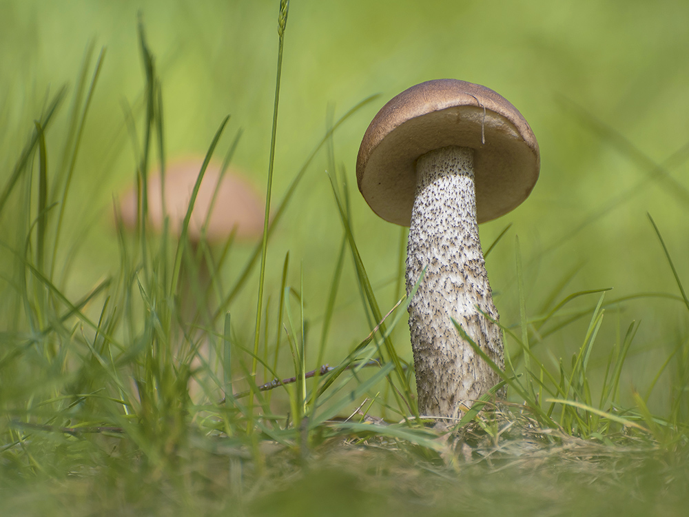 Первые грибы.