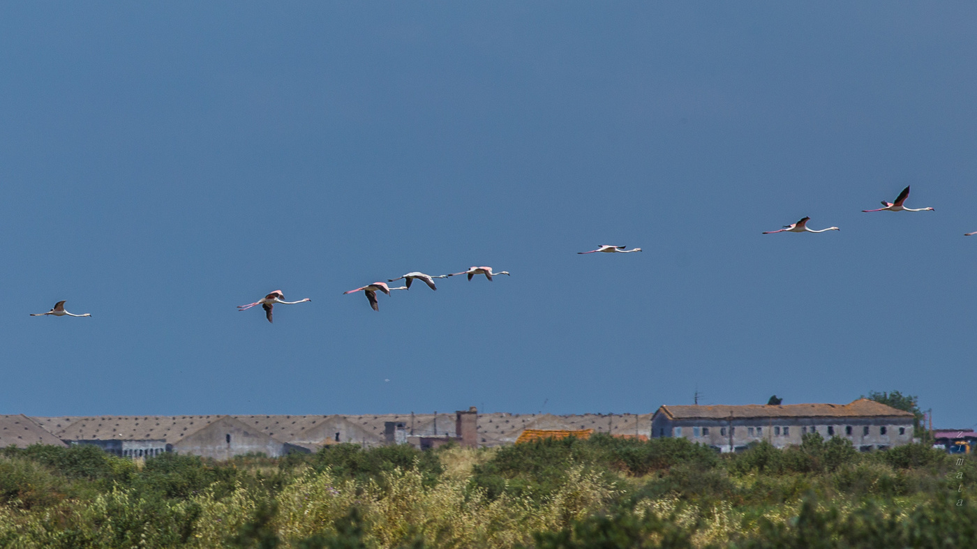 летят фламинго
