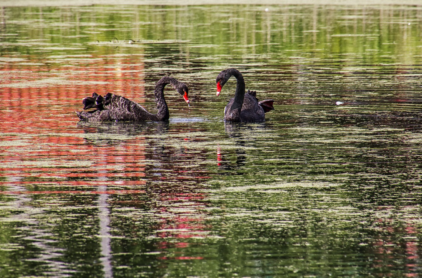 Черные лебеди