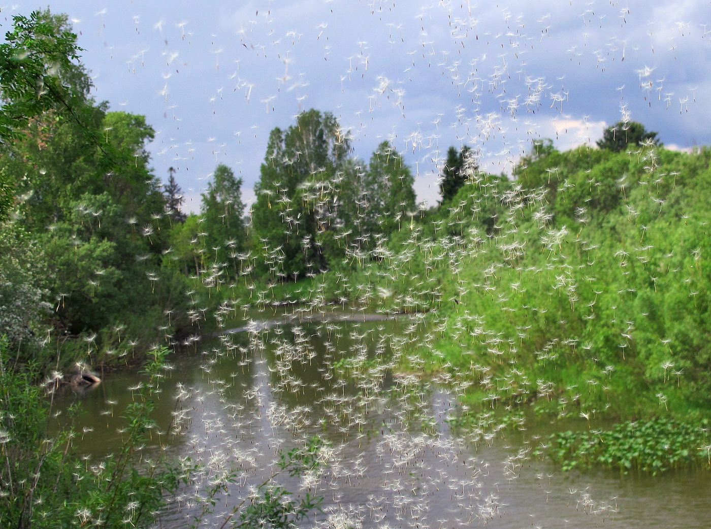 Ты лети над тёплым лугом и над тихою рекой