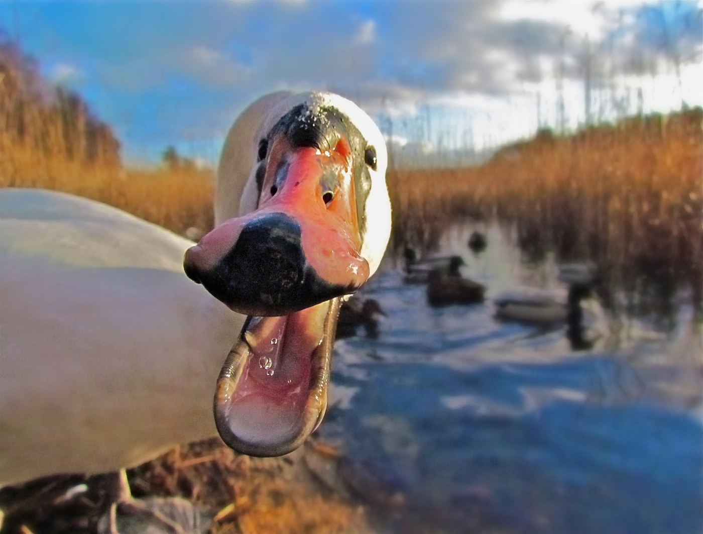 Баа... Какая встреча!