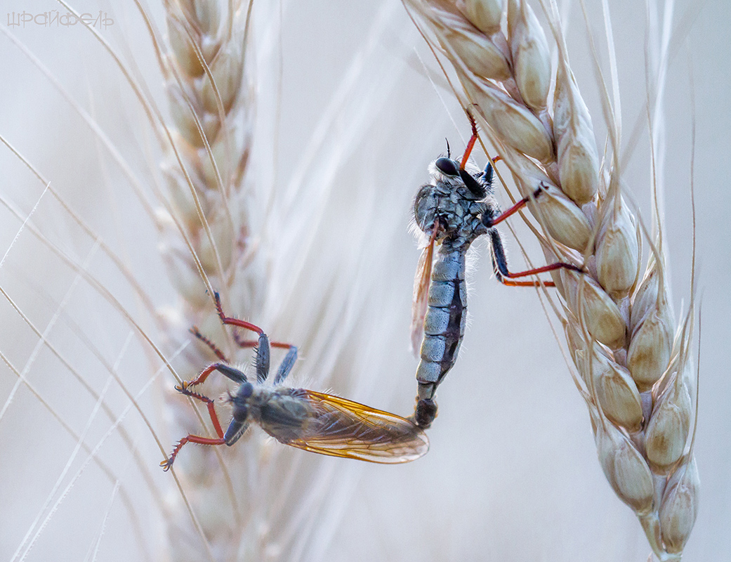 Свадьба ктырей