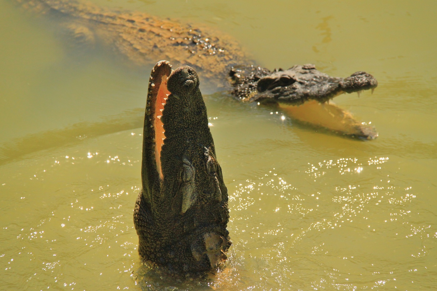 Крокодильи игры