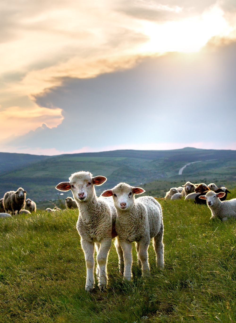 Любопытные ягнята.