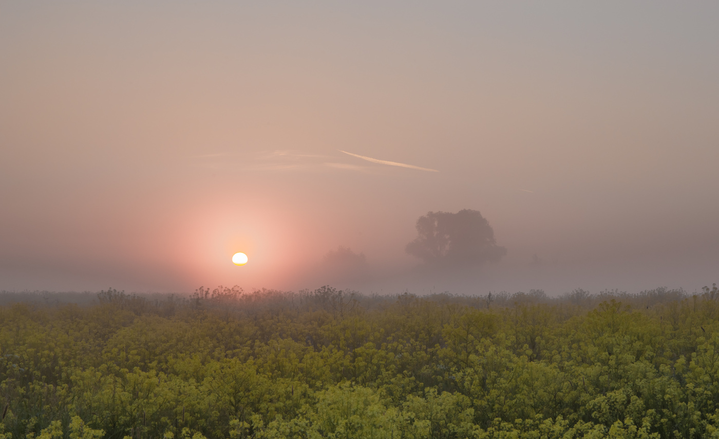 В утреннем тумане