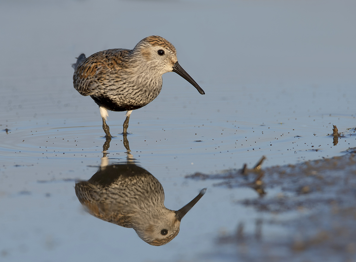 Кулик чернозобик.