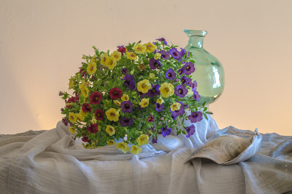 разноцветье