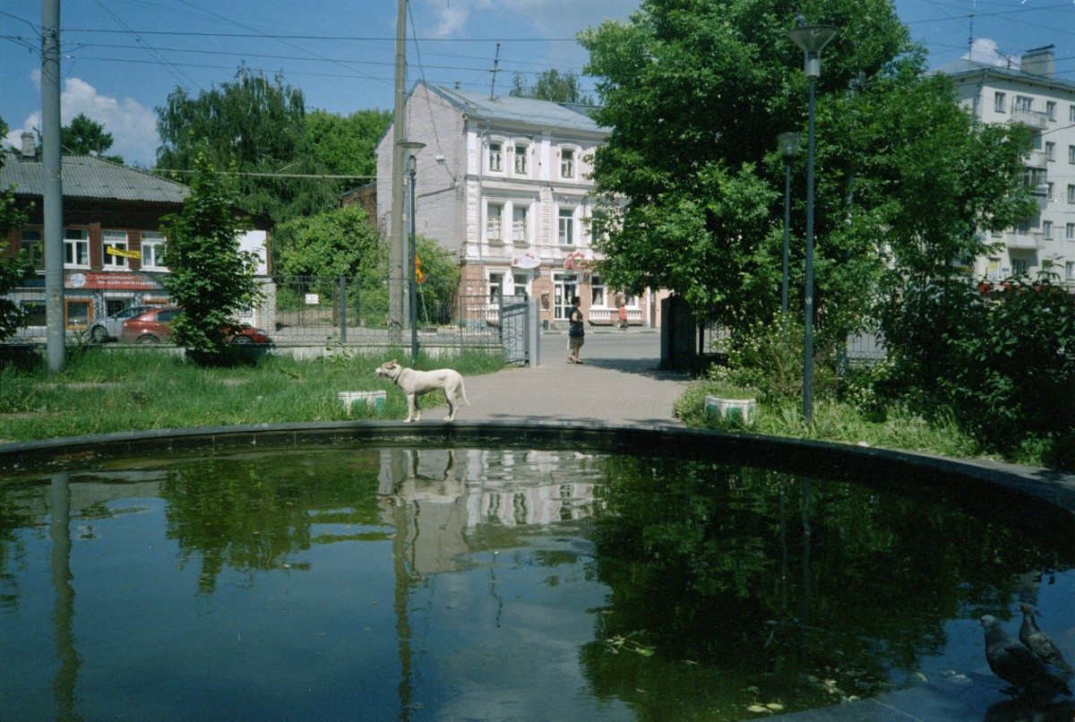 Собака на фонтане