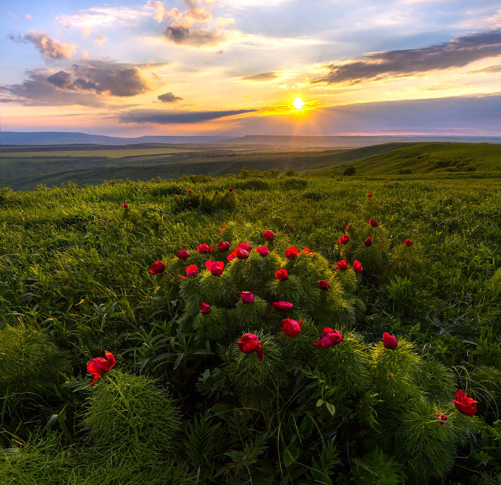 Пионы в степи.