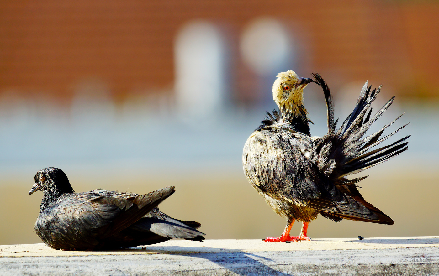 Павлин- мавлин