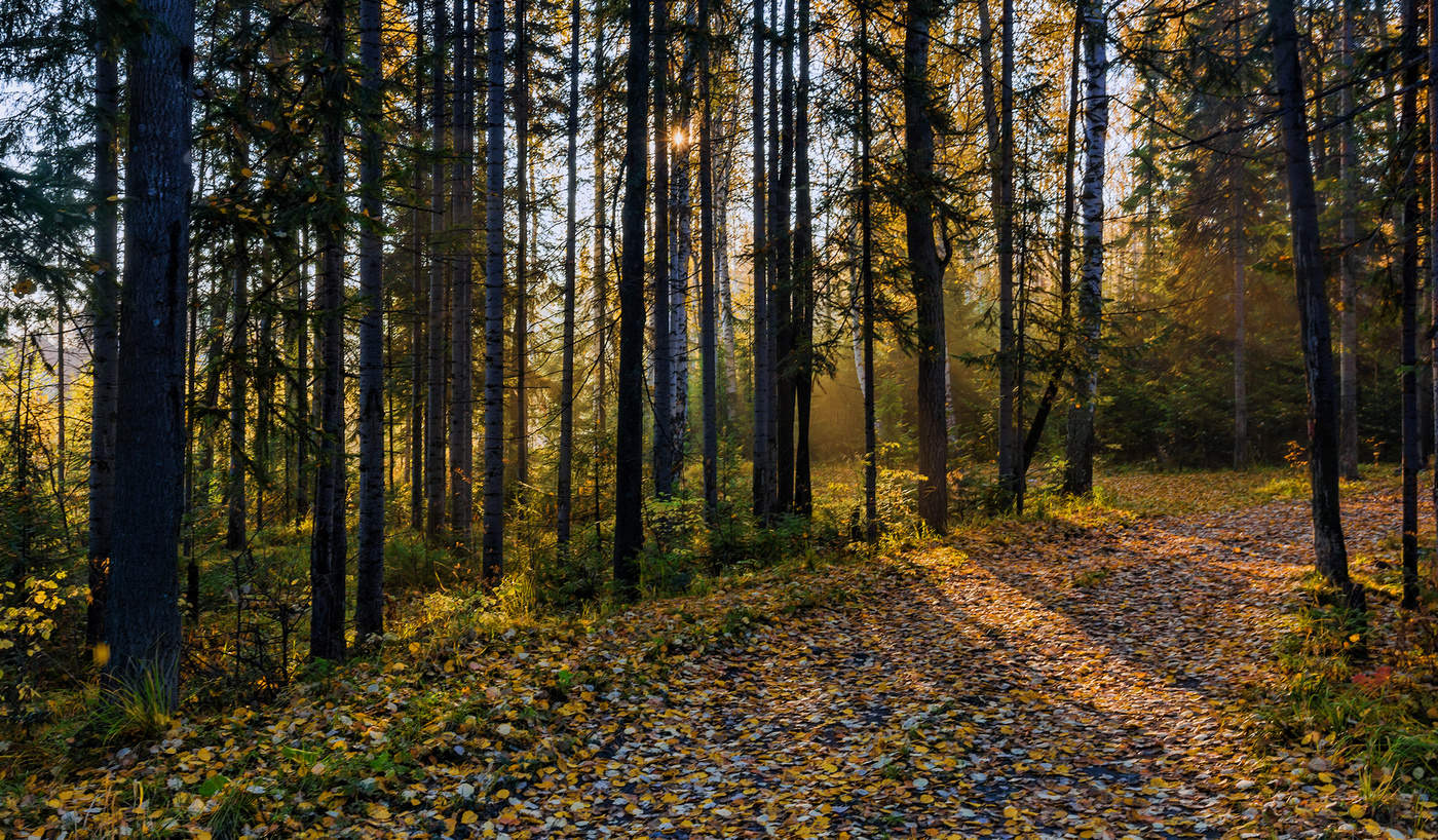 Утро в лесу