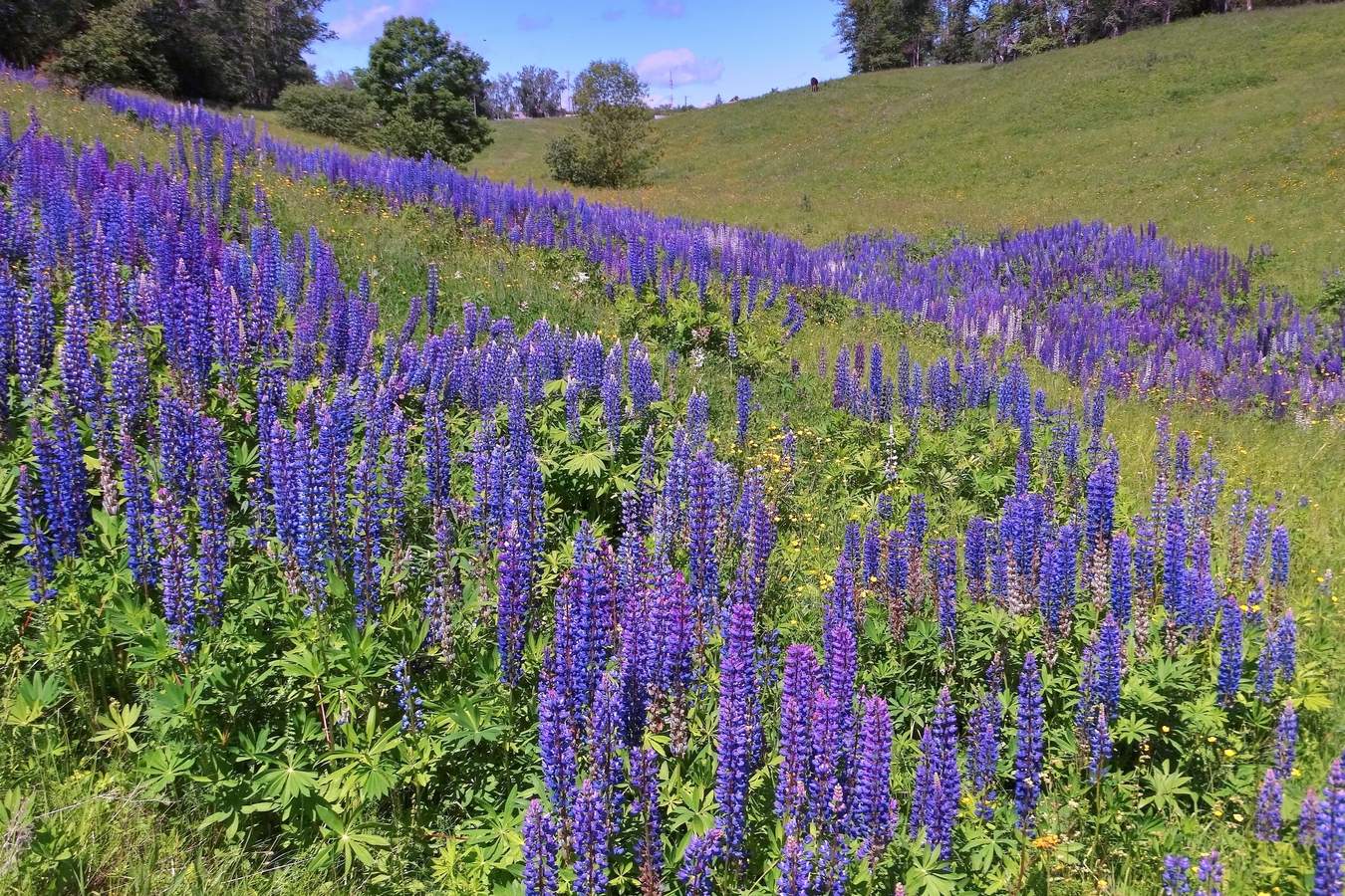 Люпин в ложбине