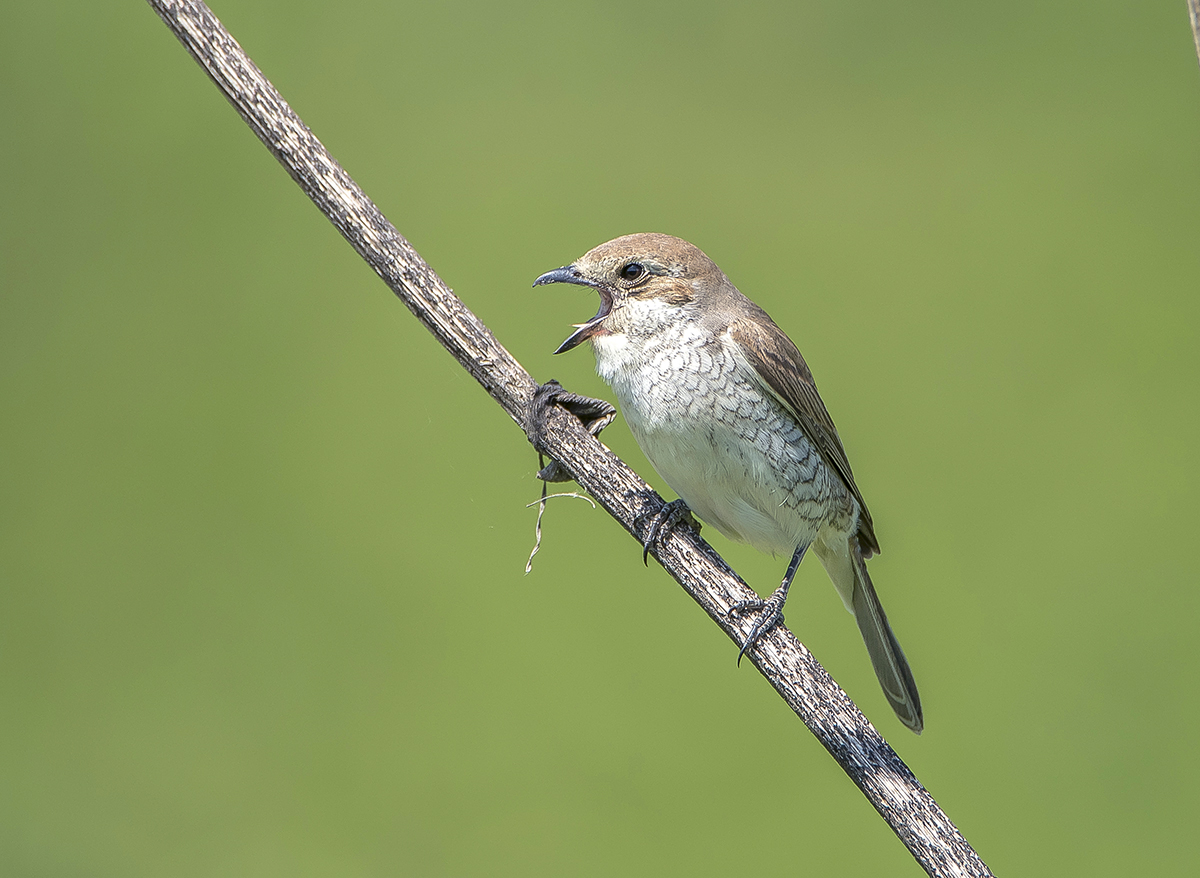 Ещё одна "песня".