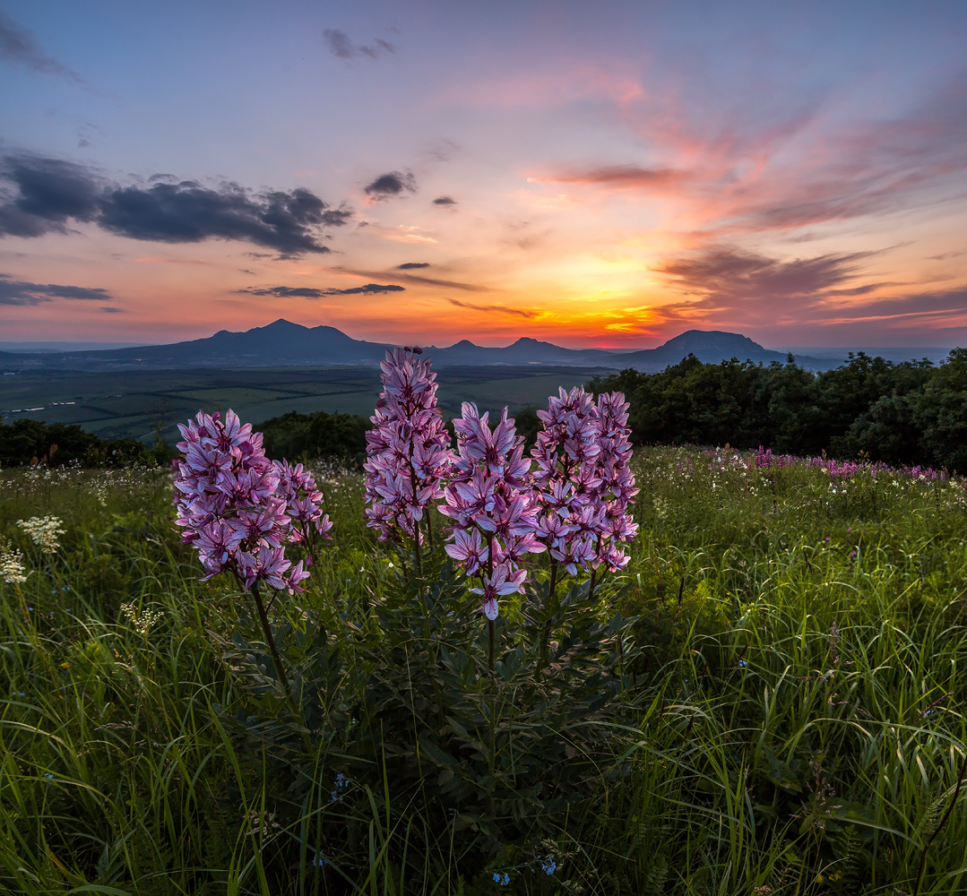 Ясенец, или Неопалимая купина.