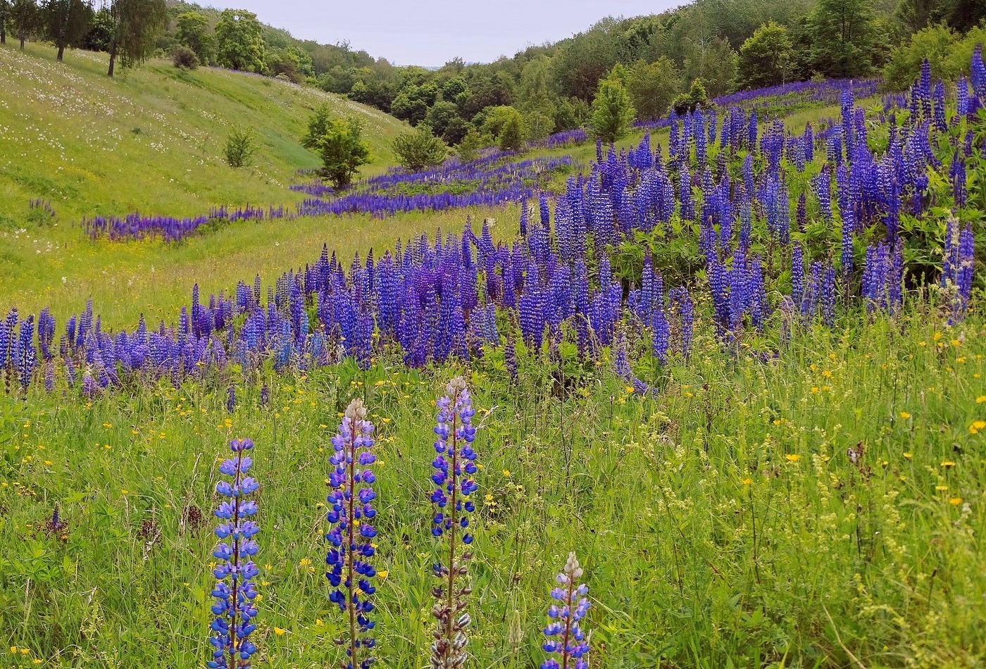 Штрихи люпином
