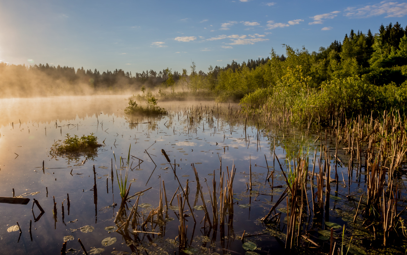 Золотой туман