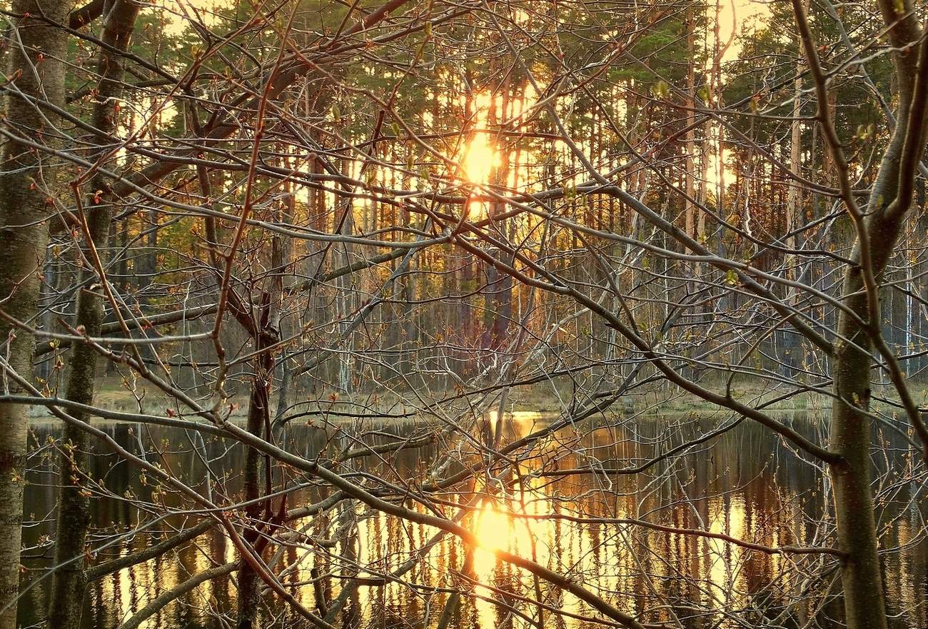 Светило ярко дебри озарило