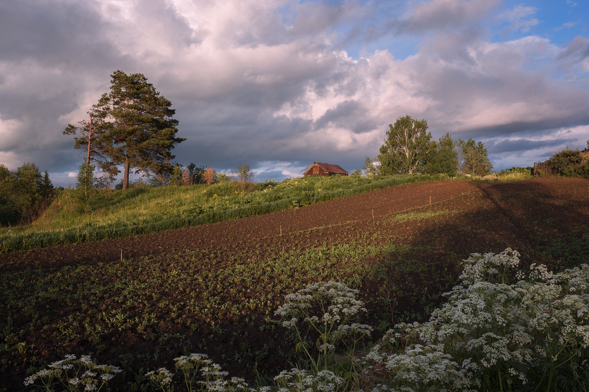 Картошкино поле!