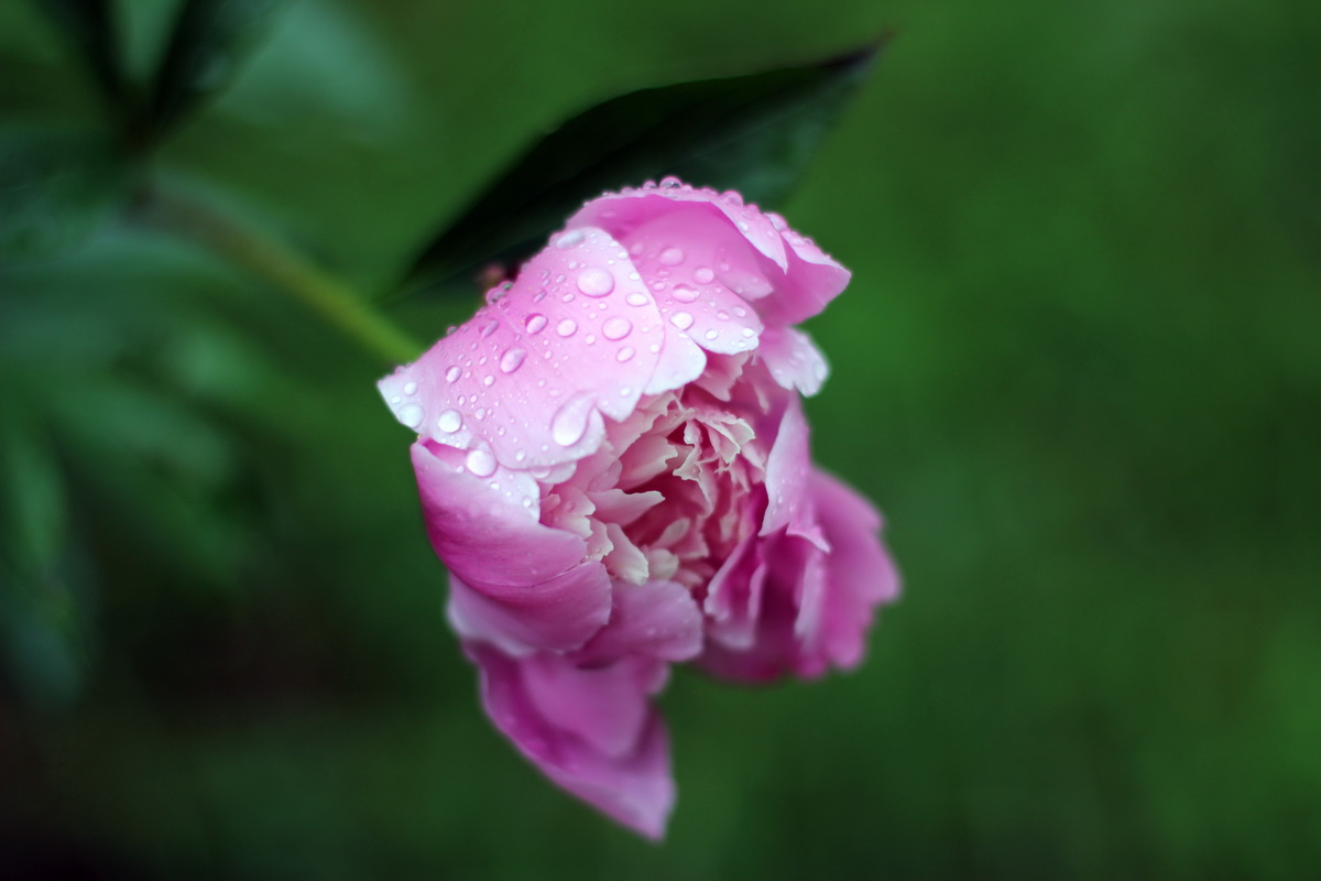 После дождя...