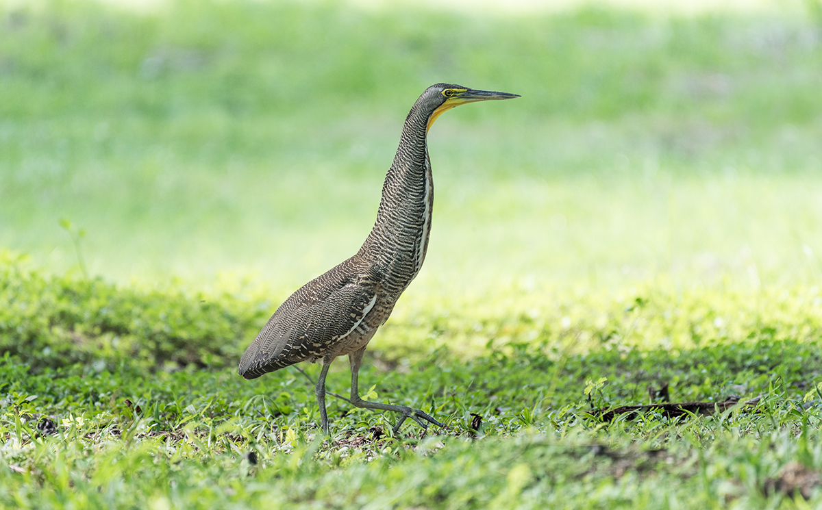 Bare-throated tiger heron