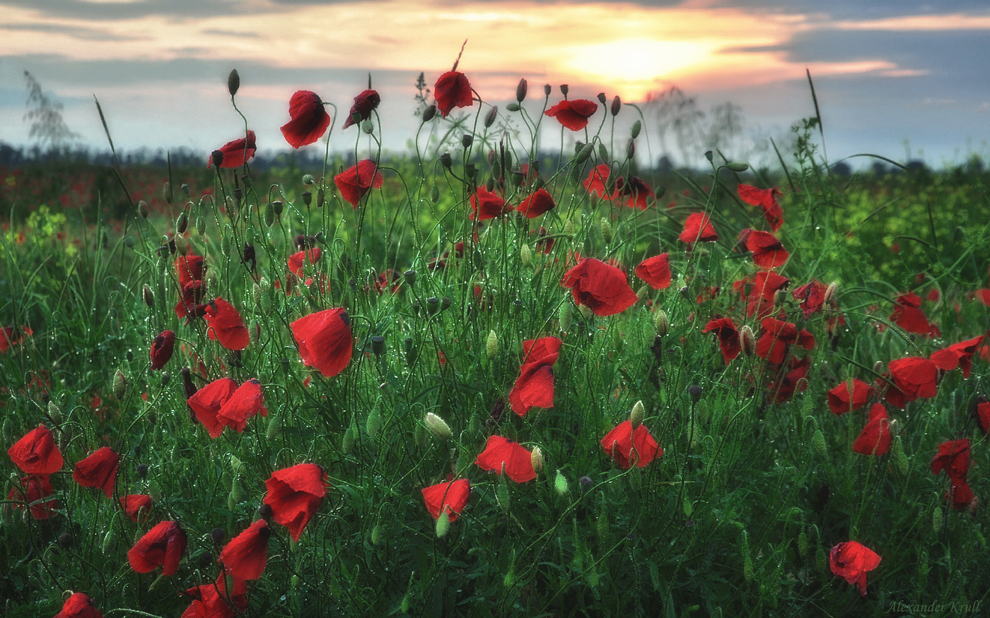 После майского дождя...