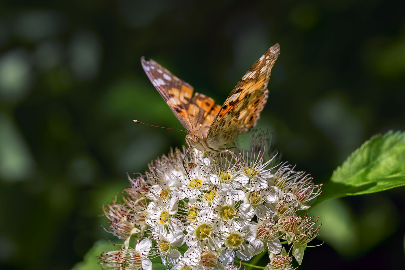 Бабочка на цветке...