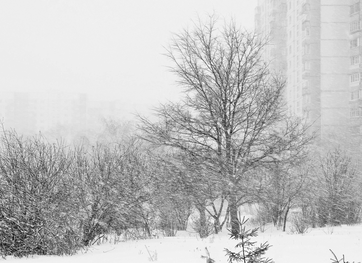 "Не плакалась, а пела вьюга"
