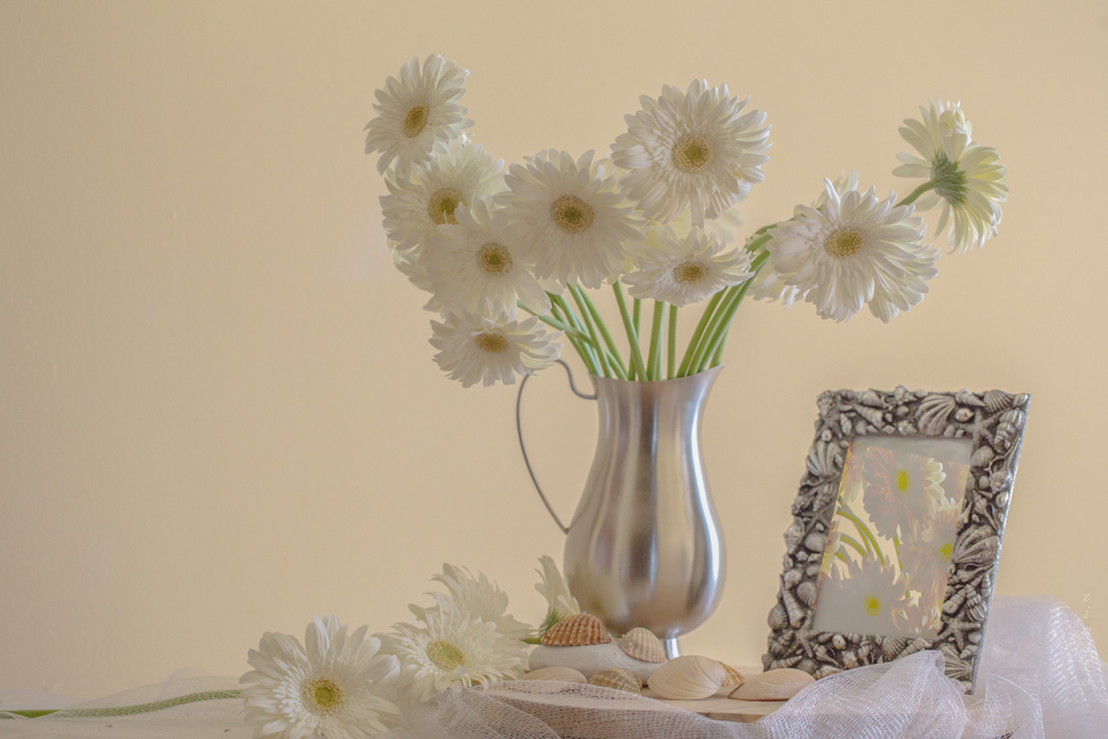 белые герберы