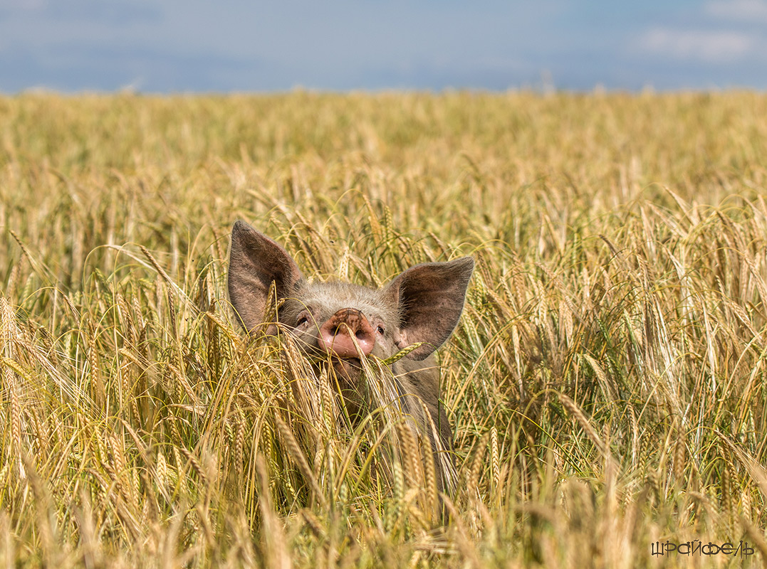 Неожиданно в полях
