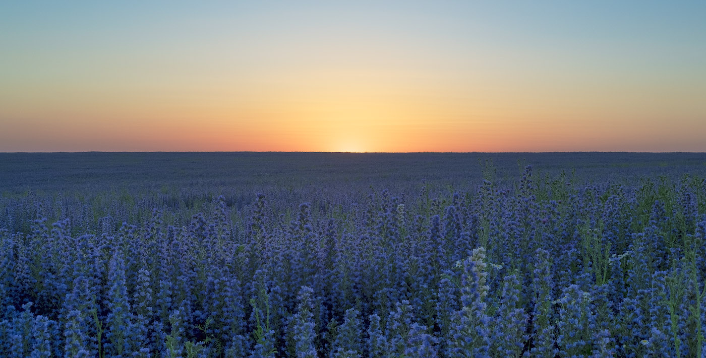 Этюд в сиреневых тонах