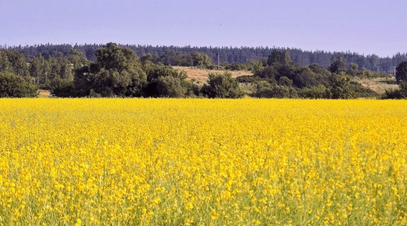 Рапсовое поле