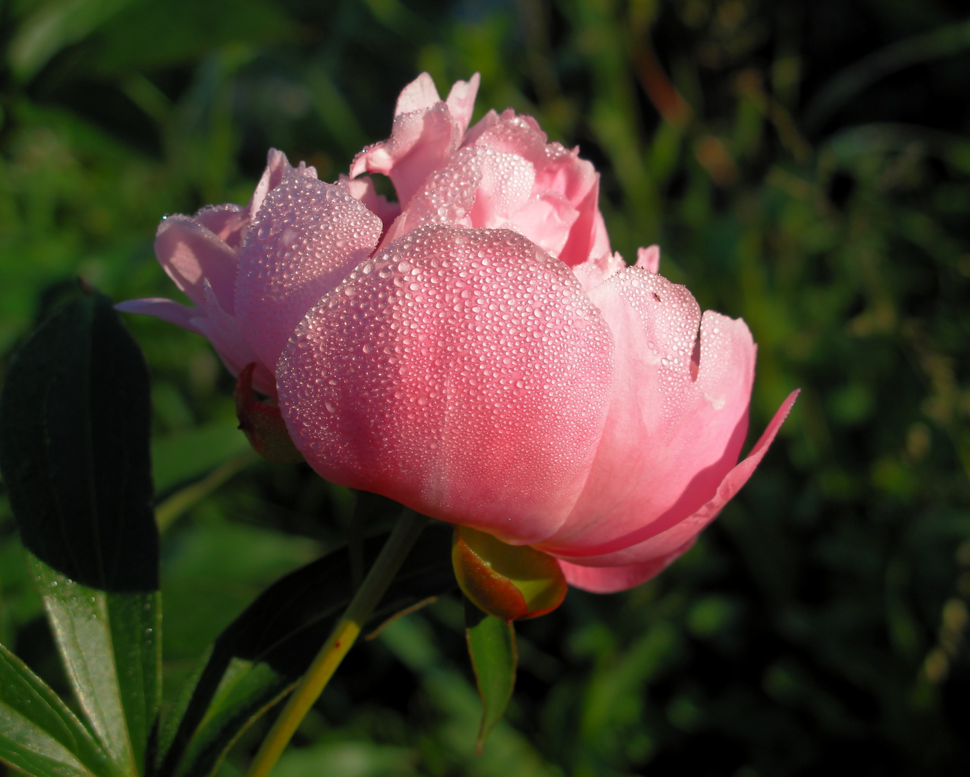 О, миг цветенья, ты прекрасен!