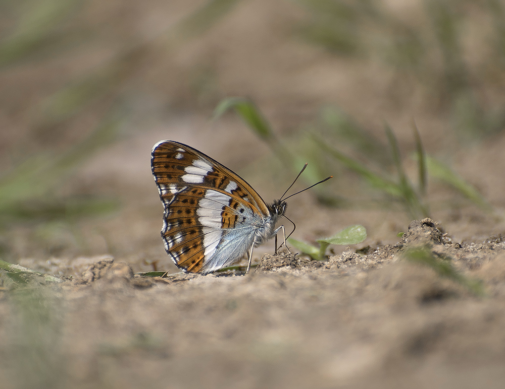 Ленточник Камилла
