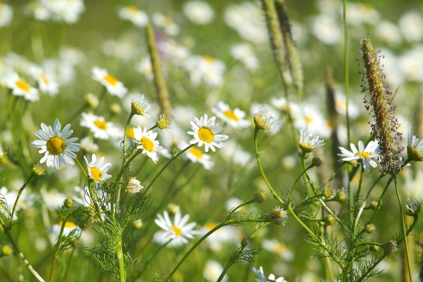 Среди ромашек.