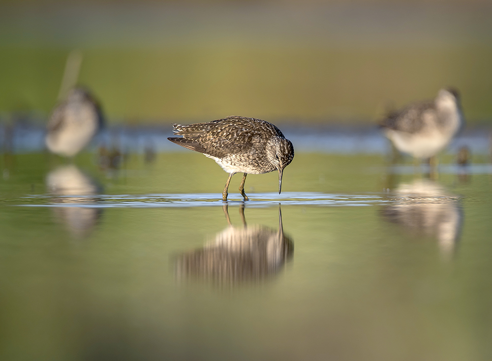 "Чужой среди своих"