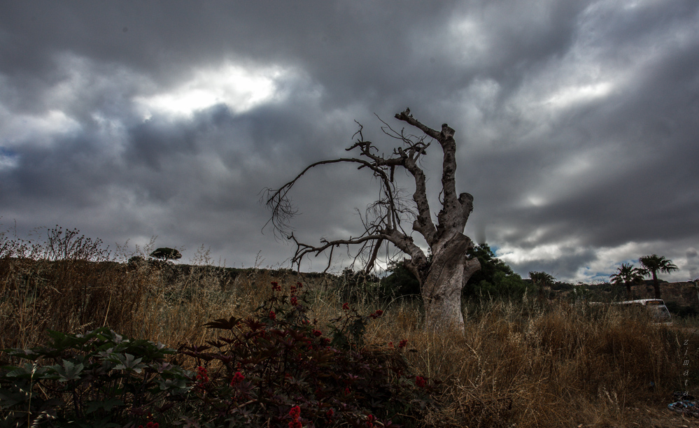 сухое дерево