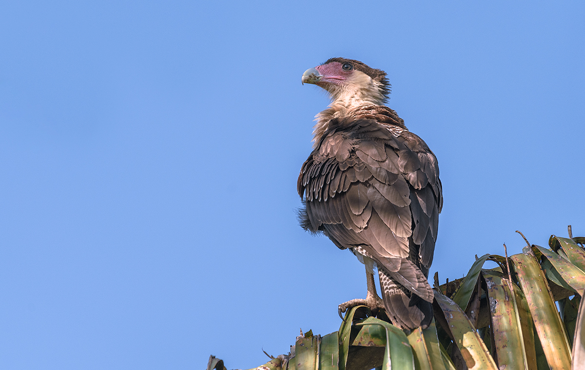 Crested Caracara