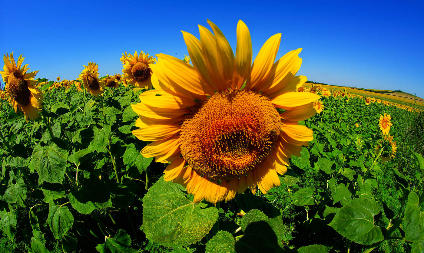 Планета подсолнухов