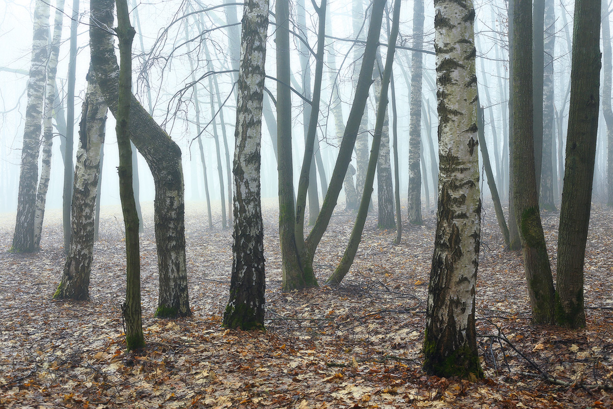 Дисгармония ритма