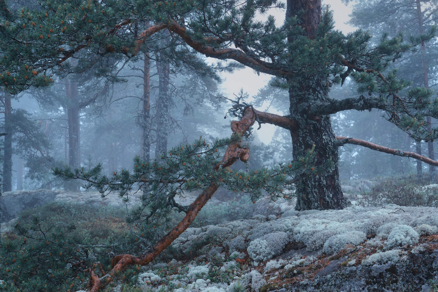 Ладожские туманы