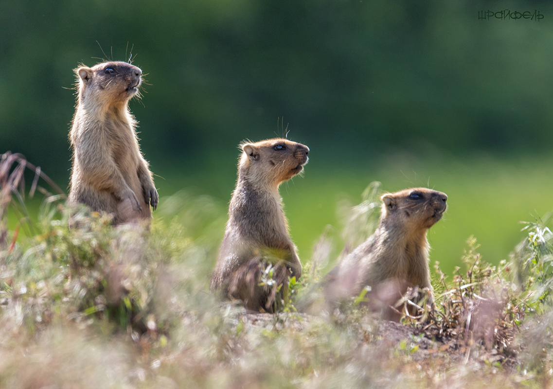 Где ты, далекий остров Пасхи?