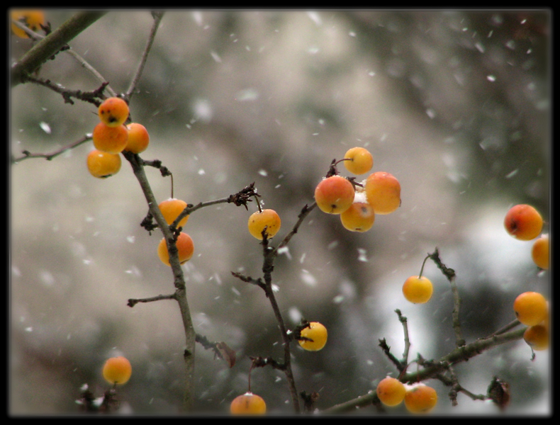 если в городе твоем снег ...