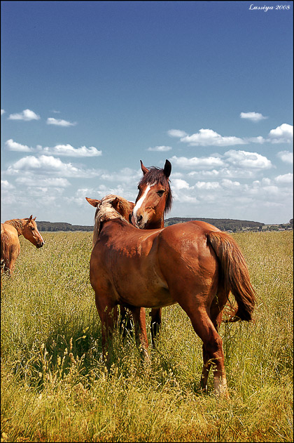 Лошадиная нежность