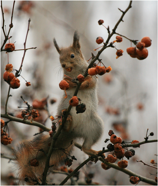 нетривиально про белку